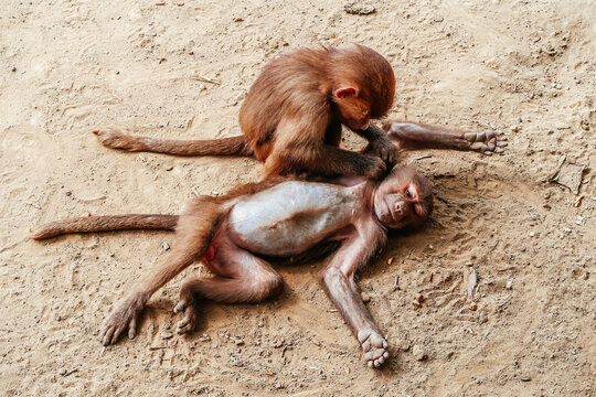 Baboon (Papio). Two young baboons in the wild. One baboon is caring for another primate. Cleans wool and cares. Primates Baboon Papio close-up.