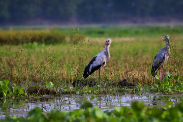 blue heron