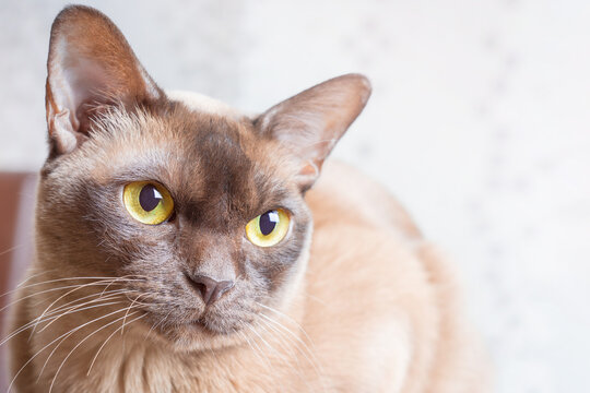 Head portrait of burmese purebred adorable domestic cat of chocolate color looking sideways with big yellow eyes and attentive ears, sitting and relaxing at home. Horizontal image with copy space