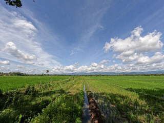 Fototapeta na wymiar View of rice fields during the day with blue sky and white clouds in the background, sunny day in the countryside