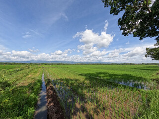 Obraz premium View of rice fields during the day with blue sky and white clouds in the background, sunny day in the countryside