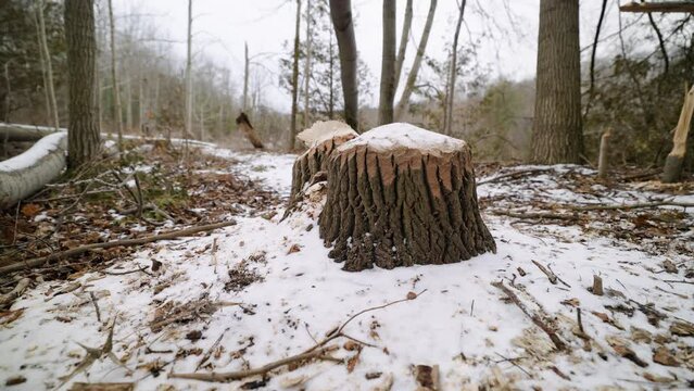 Large Tree Stump with teeth marks Gnawed by a Canadian Beaver covered in snow. Rouge Park Toronto