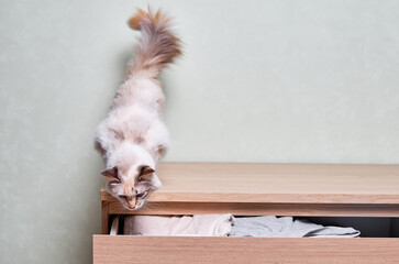 Obraz premium Cute beige cat standing on a chest of drawers with open box