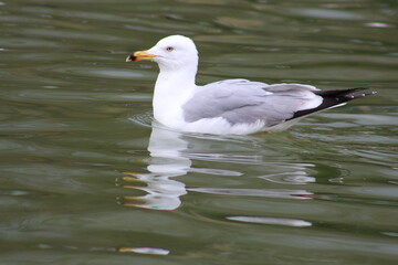 Seagull on the water