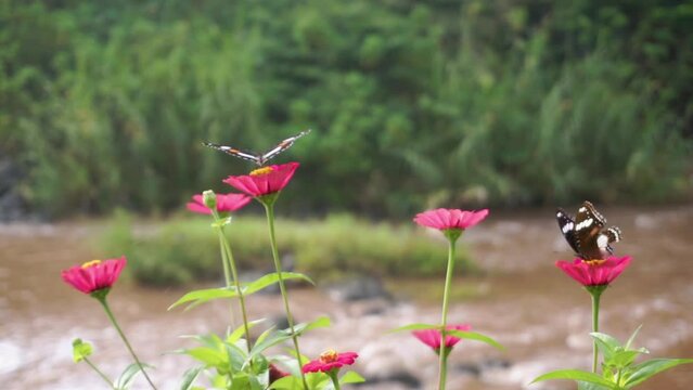 black butterfly perched on a red flower with a river in the background. macro insect clips. one of the pollination of flowers by a butterfly
