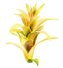 Watercolor hand painting illustration with  yellow Bromeliad flower and green leaves. Botanical illustration top view. Spring or summer flowers for invitation, wedding or greeting card