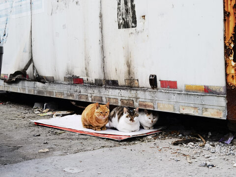 Three stray cats resting outdoors