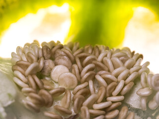 green pepper seeds - macro, high magnification, seeds visible