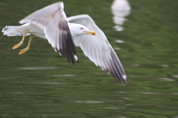 Seagull on the water