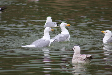 Seagull on the water