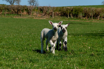 Obraz premium lambs in the meadow