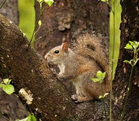 Adorable Squirrel Nestled in a Safe Spot