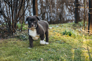 Sweet dark mixed breed Labrador retriever and australian shepherd puppy dog on green meadow