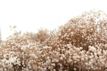 flores secas naturales Gypsophila Paniculata 