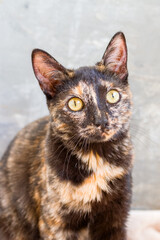 Close up portrait of young tricolor cat with green eyes on gray background.