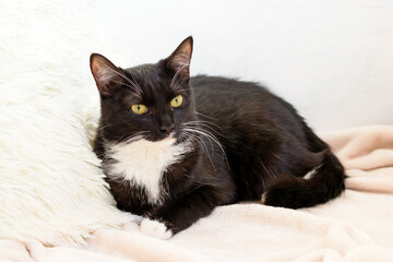 Fluffy black-white cat with green eyes is lying on soft beige plaid with white pillow.