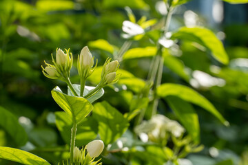 white jasmine flowers in the morning