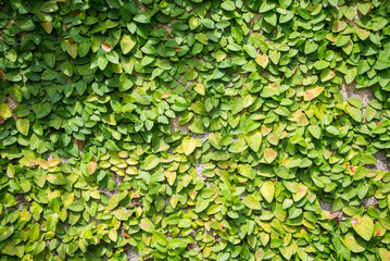 Fototapeta premium Detail of green climbing plants on wall background - Natural outdoor background concept.