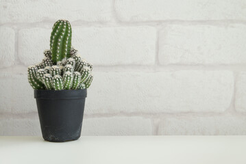 Cactus pots on white wall background copy space. Slow life hipster, save nature lifestyle concept.