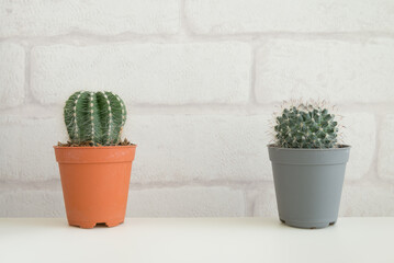 Cactus in plastic pot on wooden table with white brick wallpaper background copy space. Hipster lifestyle, nature minimal concept.