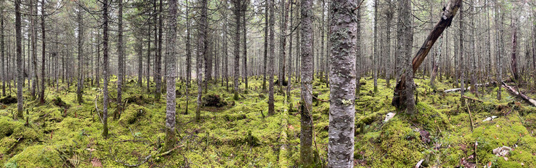 panorama d'une forêt boréale