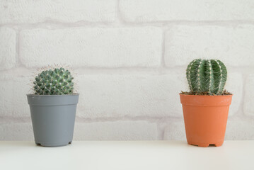Cactus in plastic pot on white table with white brick wallpaper background copy space. Hipster lifestyle, nature minimal concept.	