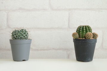 Cactus in plastic pot on white table with white brick wallpaper background copy space. Hipster lifestyle, nature minimal concept.