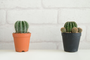 Cactus in plastic pot on white table with white brick wallpaper background copy space. Hipster lifestyle, nature minimal concept.	