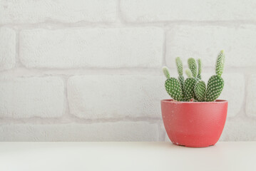 Cactus in plastic pot on white table with white brick wallpaper background copy space. Hipster lifestyle, nature minimal concept.