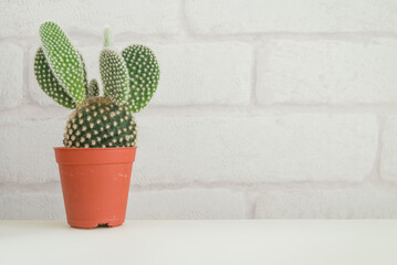 Cactus in plastic pot on white table with white brick wallpaper background copy space. Hipster lifestyle, nature minimal concept.