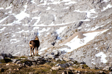 Chamois on the peaks of the National Park Picos de Europa in Spain. Rebeco,Rupicapra rupicapra.