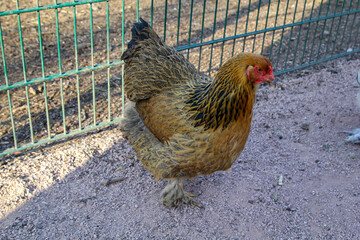 Portrait eines Huhn, Hahns auf dem Bauernhof.