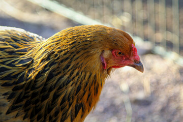Portrait eines Huhn, Hahns auf dem Bauernhof.