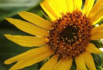 close up of sunflower. Sunflower field. Sunflower background.