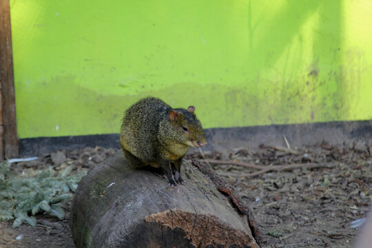 Nahaufnahme eines Azara-Aguti, (Dasyprocta azarae) auf einem Baumstamm.