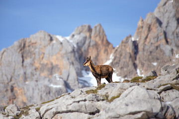 Chamois in the snow on the peaks of the National Park Picos de Europa in Spain. Rebeco,Rupicapra rupicapra.