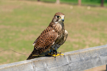 red tailed hawk sat on a fence