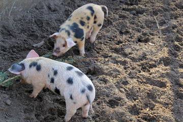 Ein gepflecktes Schwein auf einem Hof.
