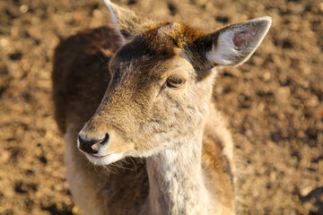 Rehe, Hirsche, Paarhufer in einem Gehege.
