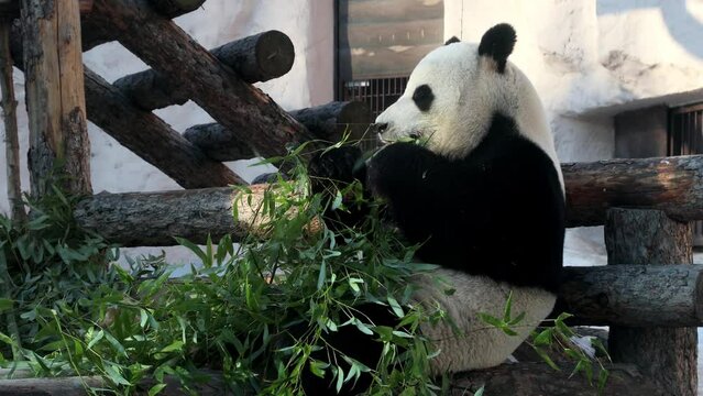 Cute hungry animal panda bear favorite food and enjoy the endangered life