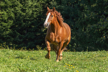 Portrait of a chestnut draft horse running across a pasture