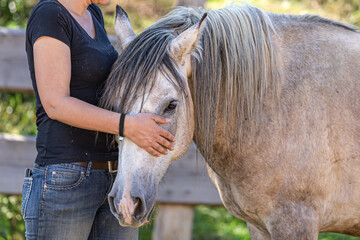horse and human team: An horse cuddles trustfully with its owner. Equestrian horsemanship scene
