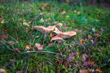 mushrooms growing in the autumn leaves in the grass