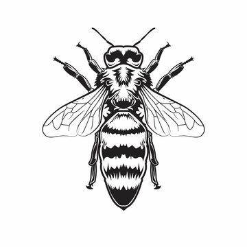 black and white bee detailed view clip art preview
