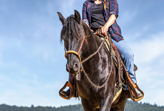 Western Riding: A Rider On A Friesian Horse Wearing A Bosal