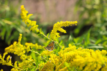 Ansicht eines kleinen Perlmuttfalters auf einer Wiese. Ein Schmetterling auf einer Wiese, Wiesenpflanze. Wunderschöne Schmetterlinge Deutschlands. 