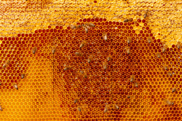 Beekeeping concept. A beekeeper collects honey, close-up of a frame of evidence of honey with bees, honeycombs and bees 
