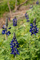 Beautiful blue Lupine wildflower on a natural green background that grows in Israel
