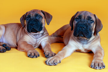 Close-up studio portrait of two cute bull mastiff puppies lying down on yellow background. Red short hair, funny wrinkled faces with dark mask, copy space. - obrazy, fototapety, plakaty