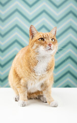 Chory kot - rudy kot na zielonym tle - przestraszony kot - biały krawat - zielone tło - kot do skoku - obrazy, fototapety, plakaty